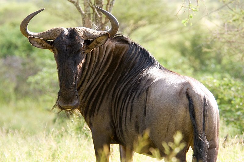 Hluhluwe-Imfolozi Park Animals 11 wildebeest