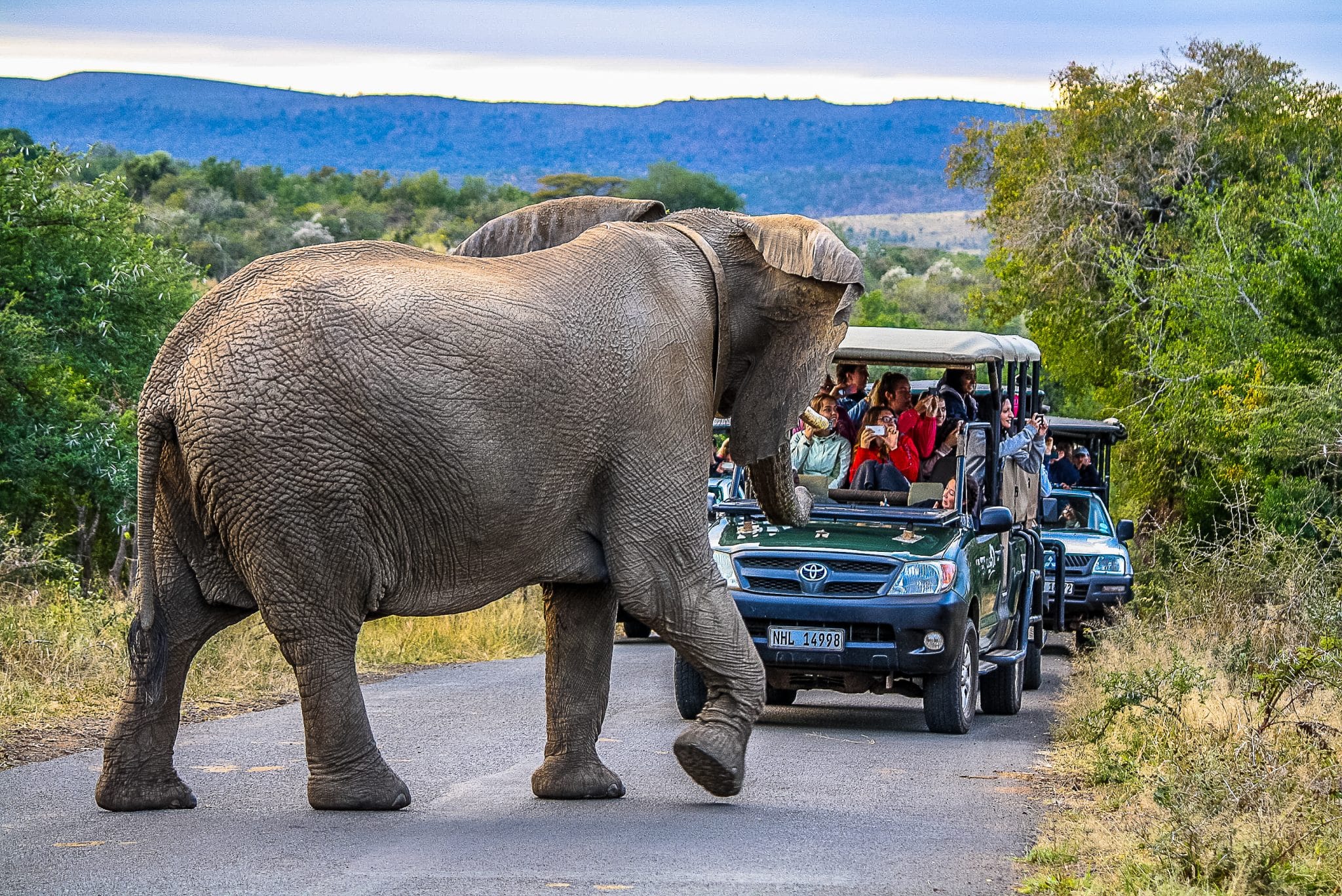 african big 5 elephant