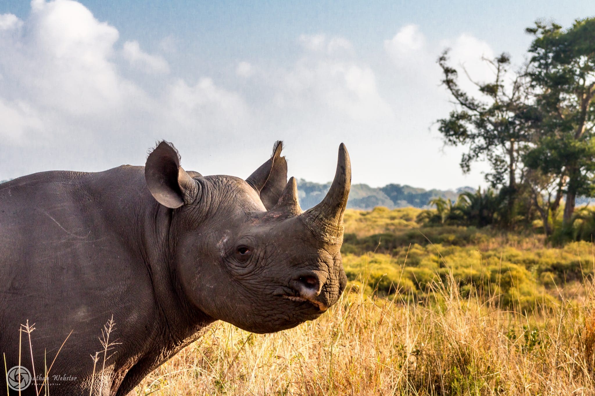 african big 5 Black Rhino
