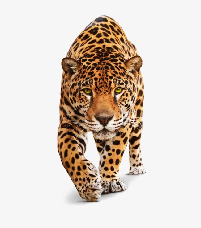 leopard big 5