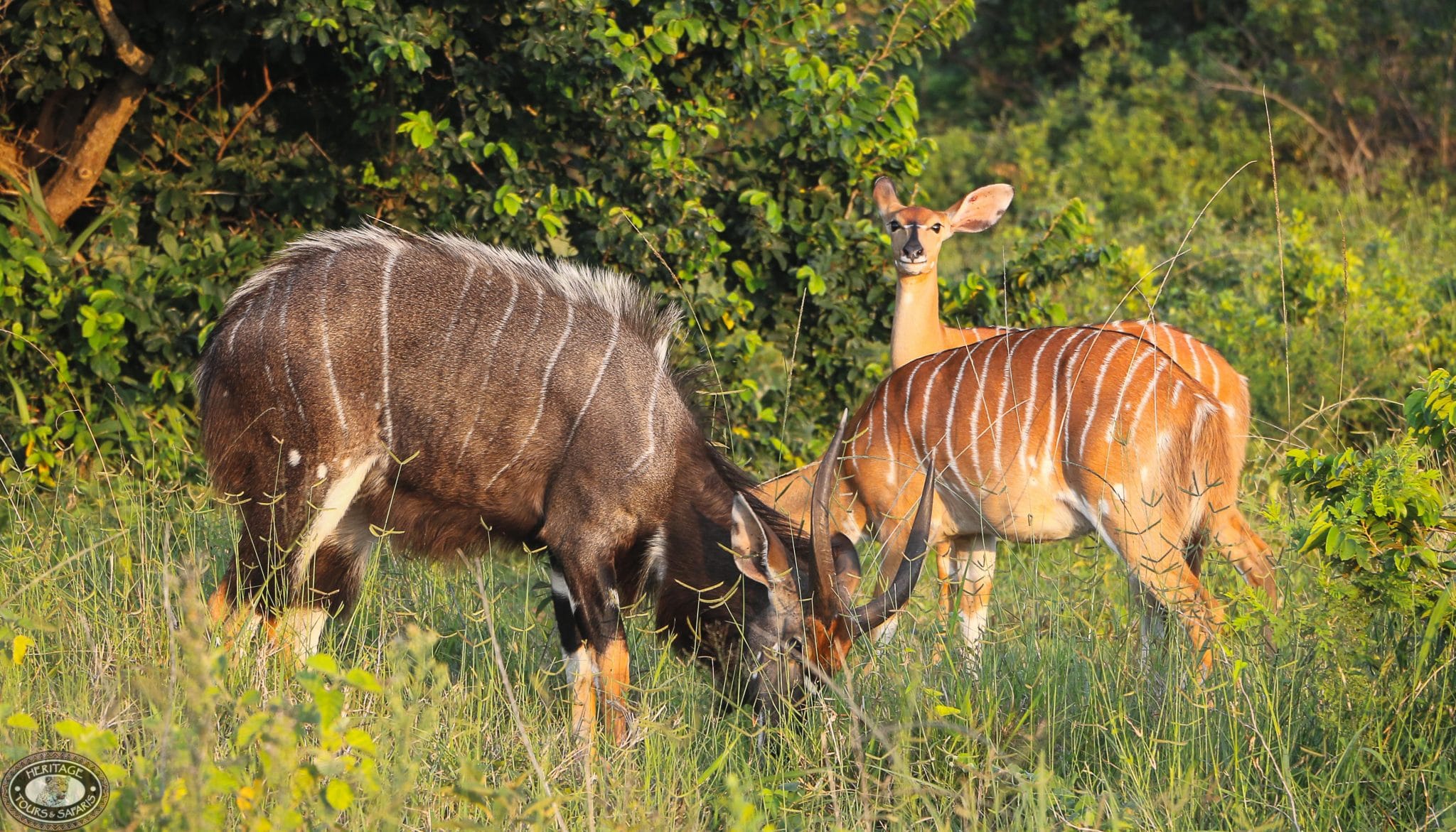 Nyala male & female