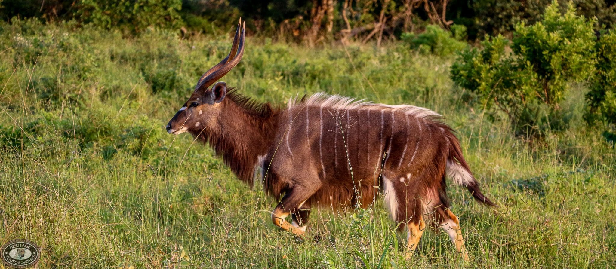 BushBuck Facts 1 nyala facts