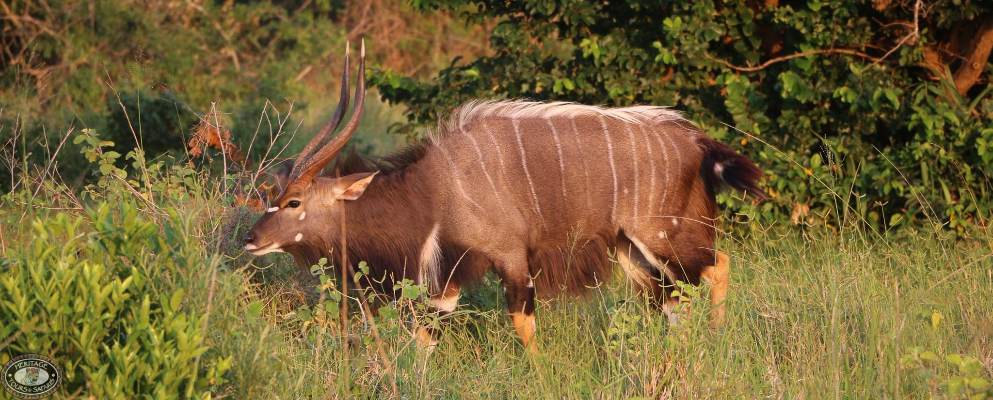 nyala facts bull