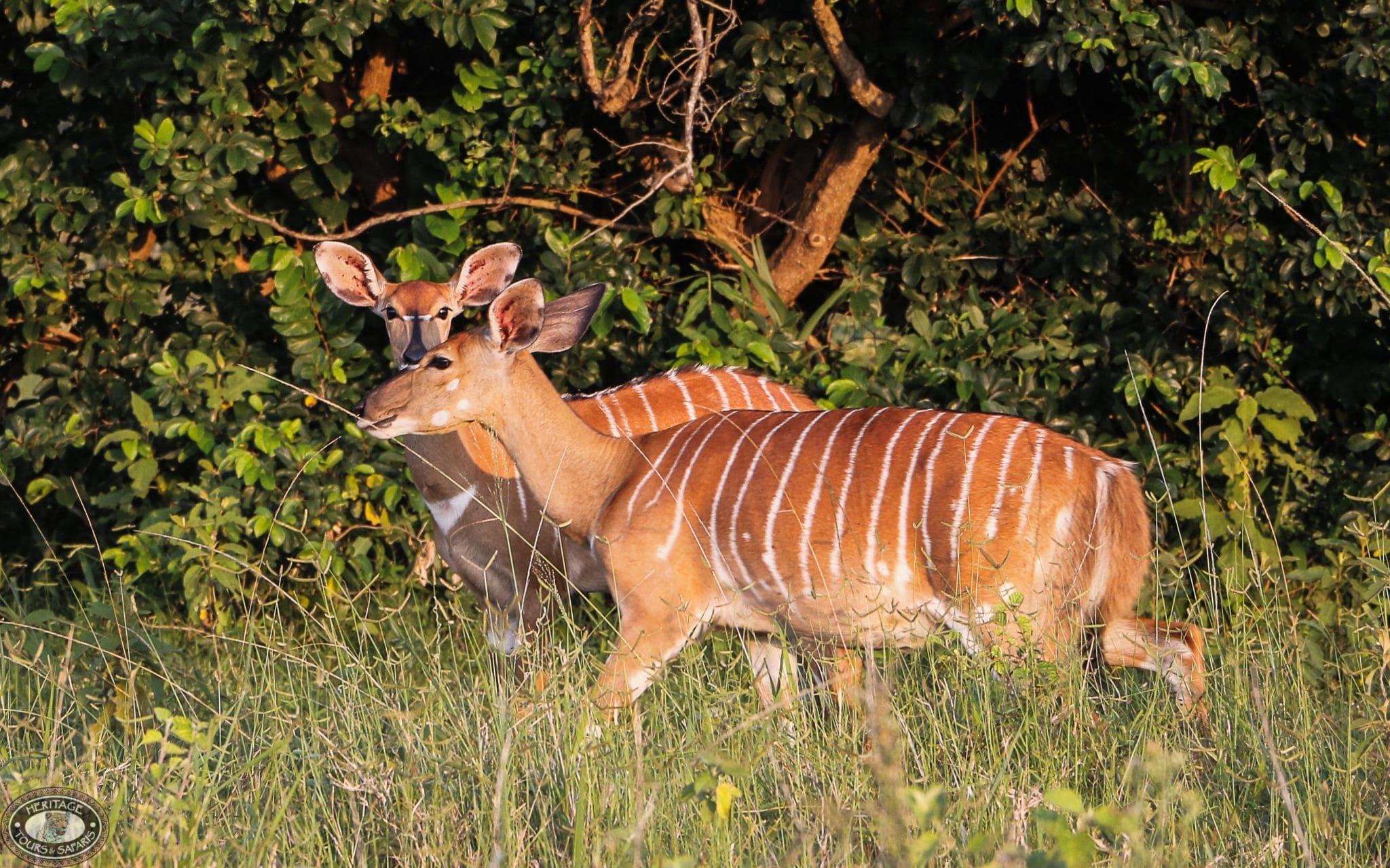 nyala female facts