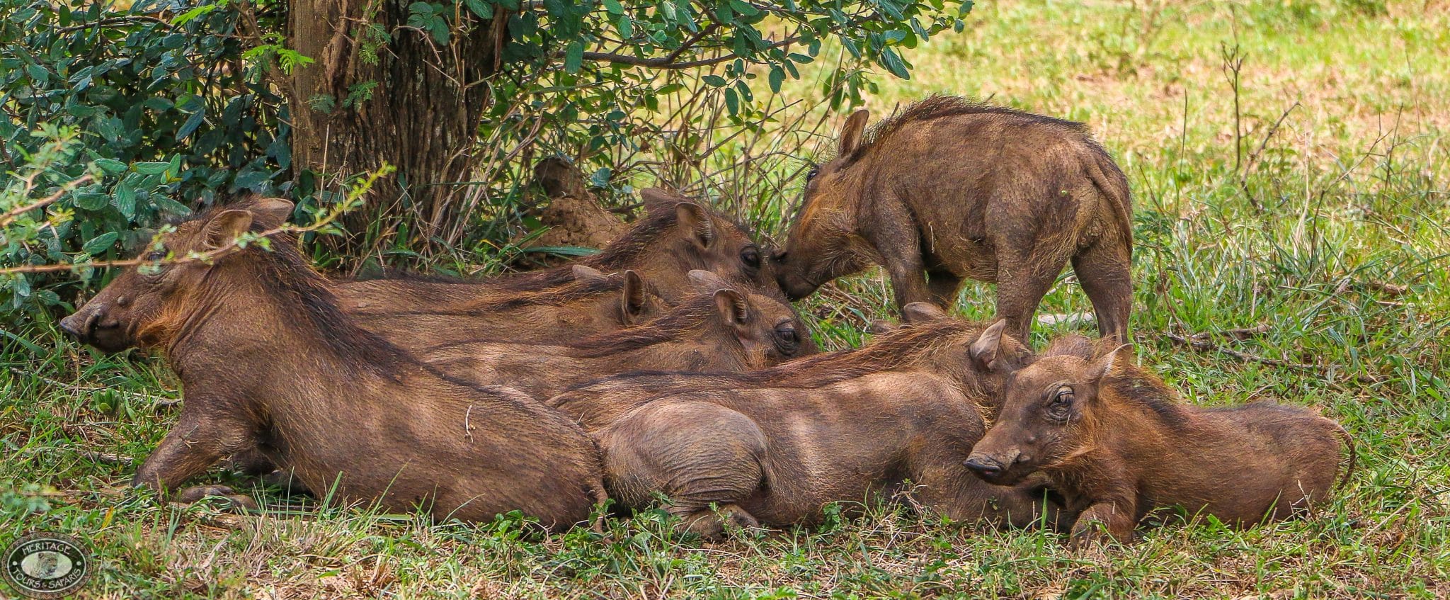 warthog family Sounders