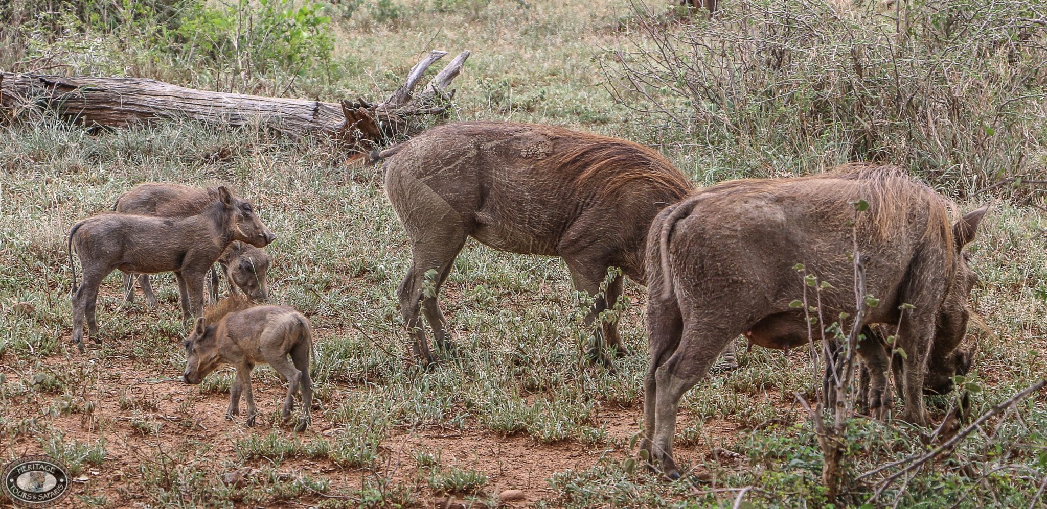Warthog Facts 1 warthog social behavior