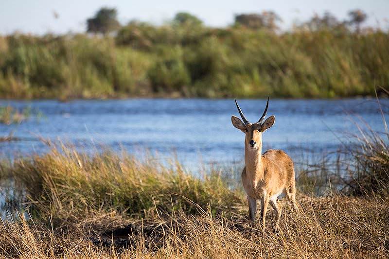 Reedbuck Facts 1 common-reedbuck