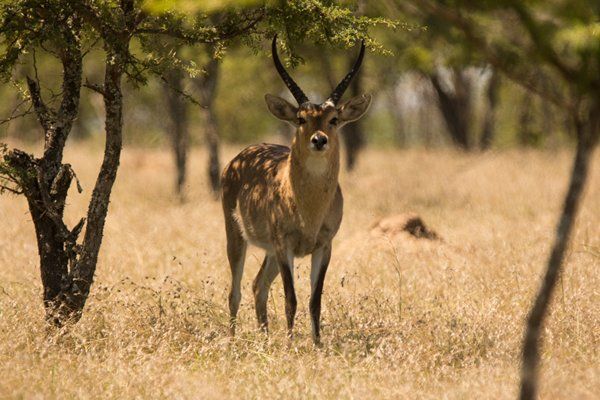 Reedbuck Facts 2 reedbuck ram