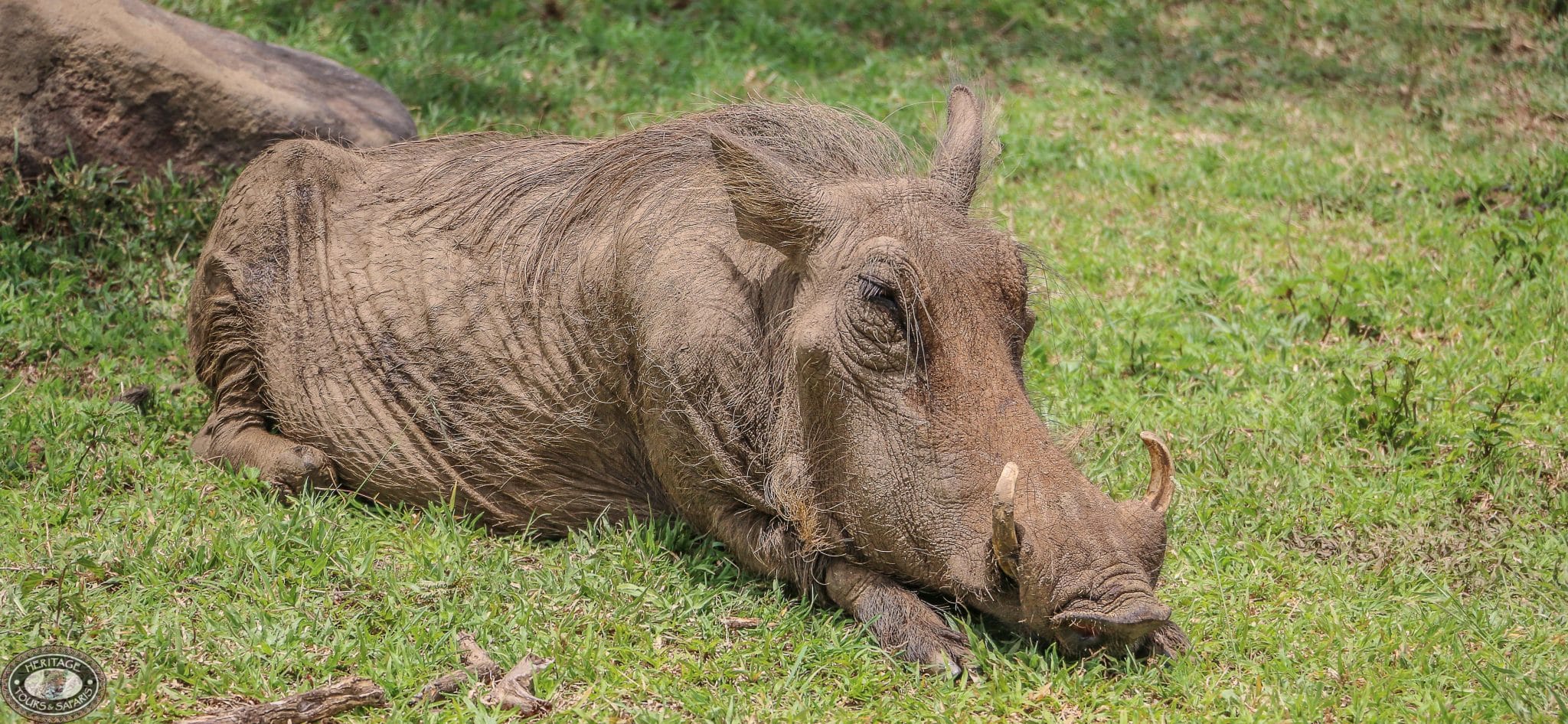 BushBuck Facts 2 warthog Facts