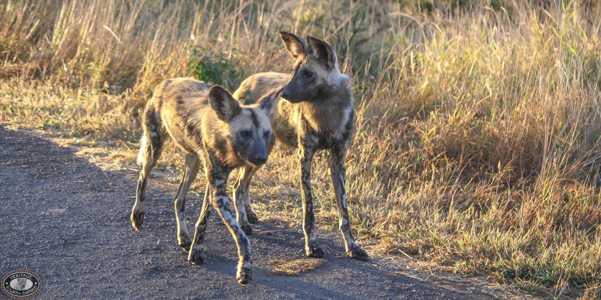 wild dog physical characteristics