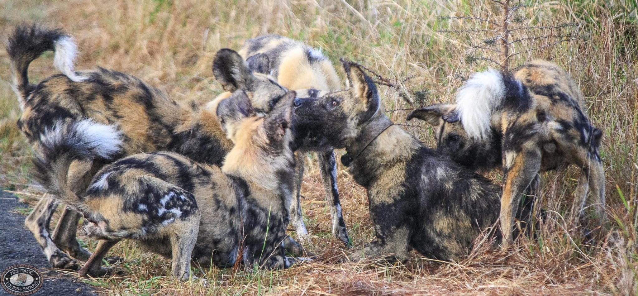 wild dog social behavior