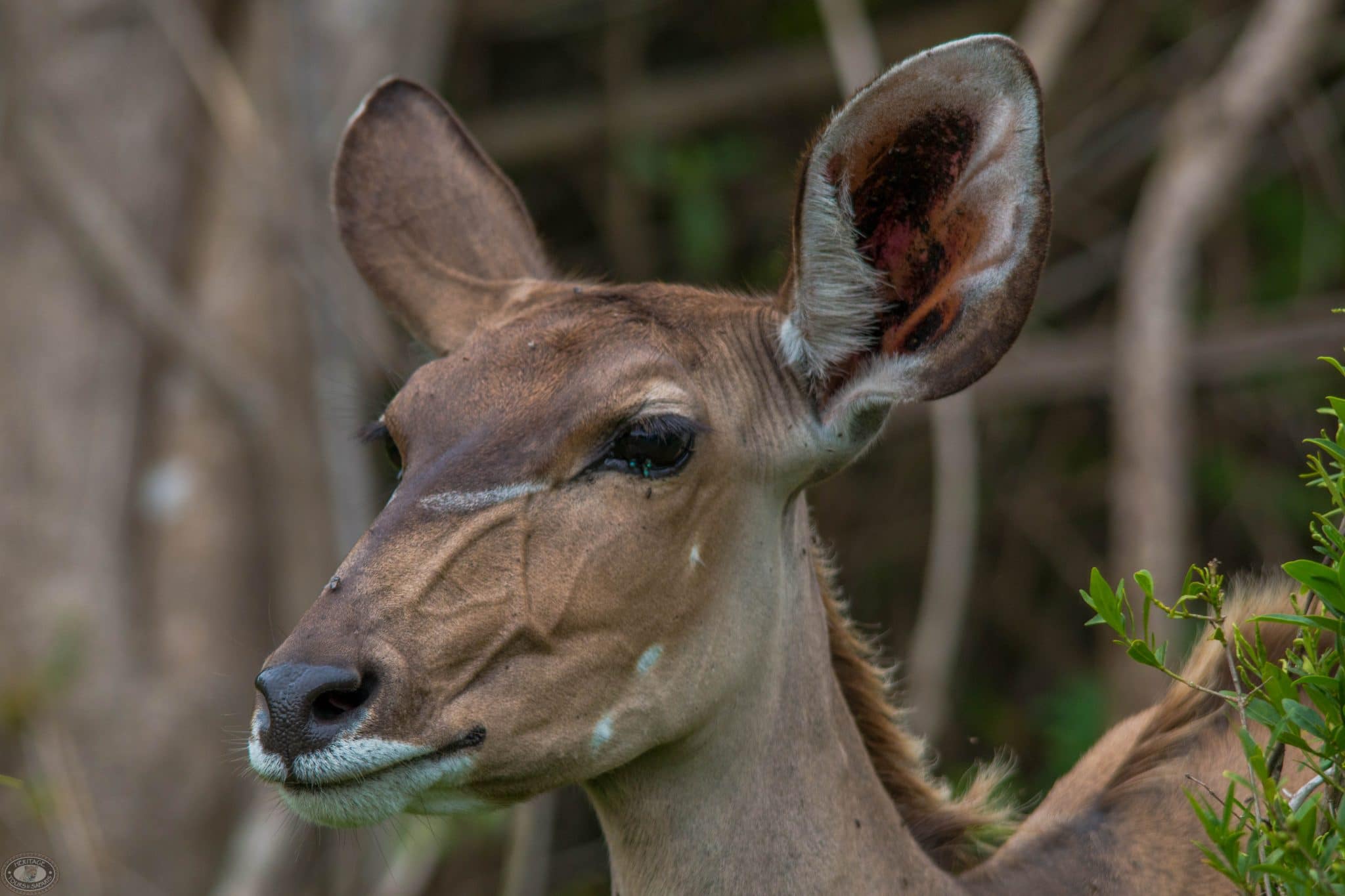 female kudu