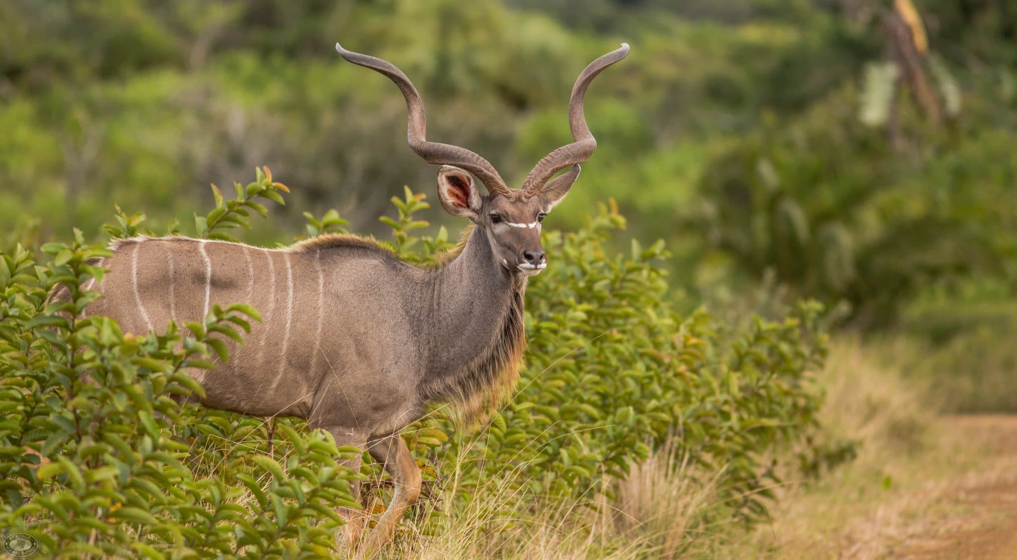 kudu isimangaliso wetland park