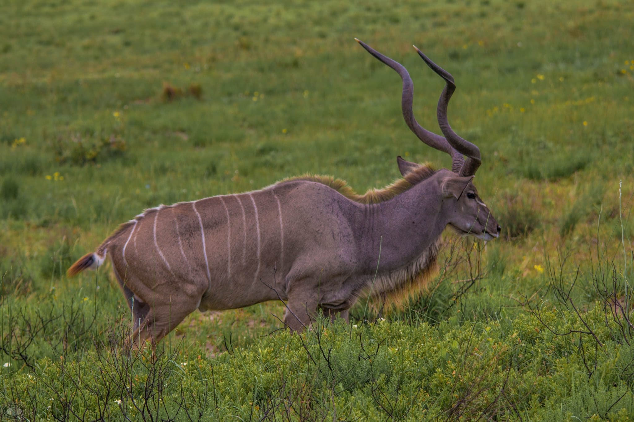 male Kudu